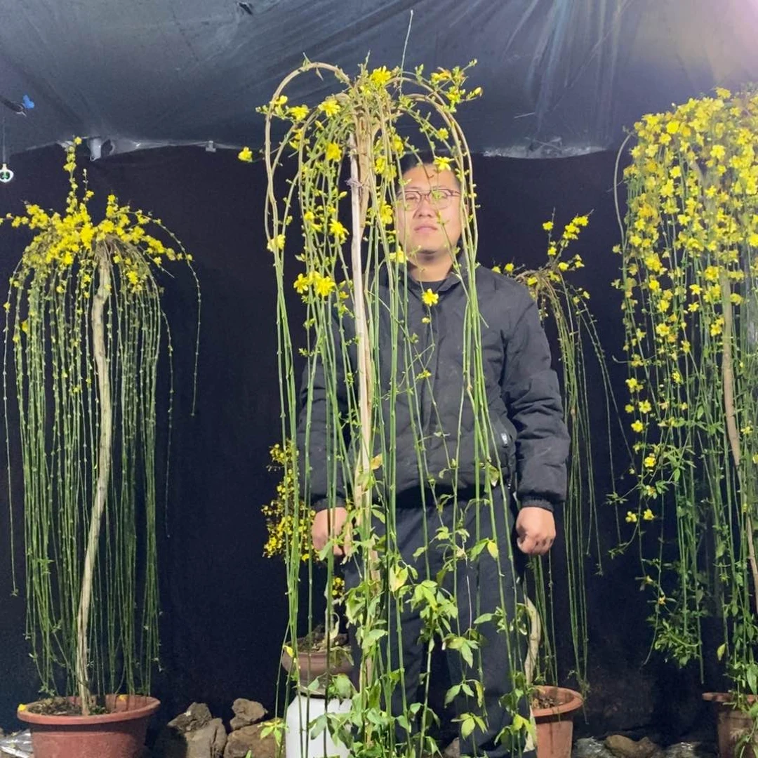 探春花，高度1.73，一物一拍