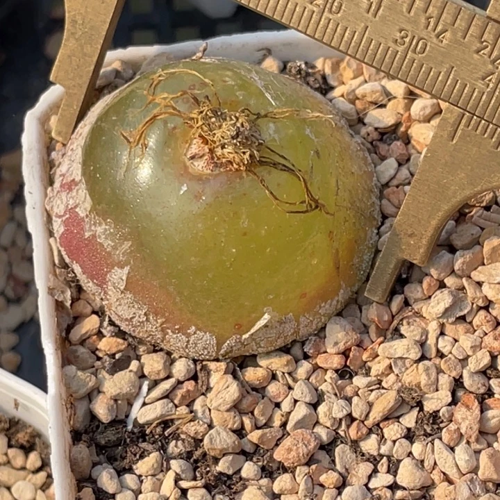 3.7公分灯泡大母本