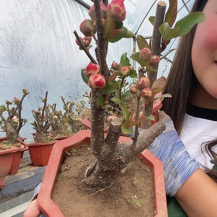 原生大花彩玉海棠依旧盛开时