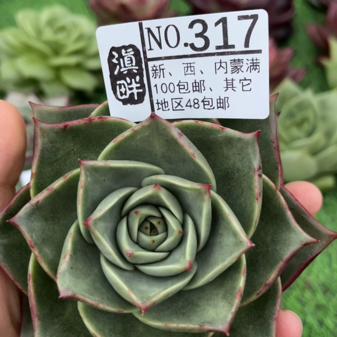 317……………………………………金刚斯特拉