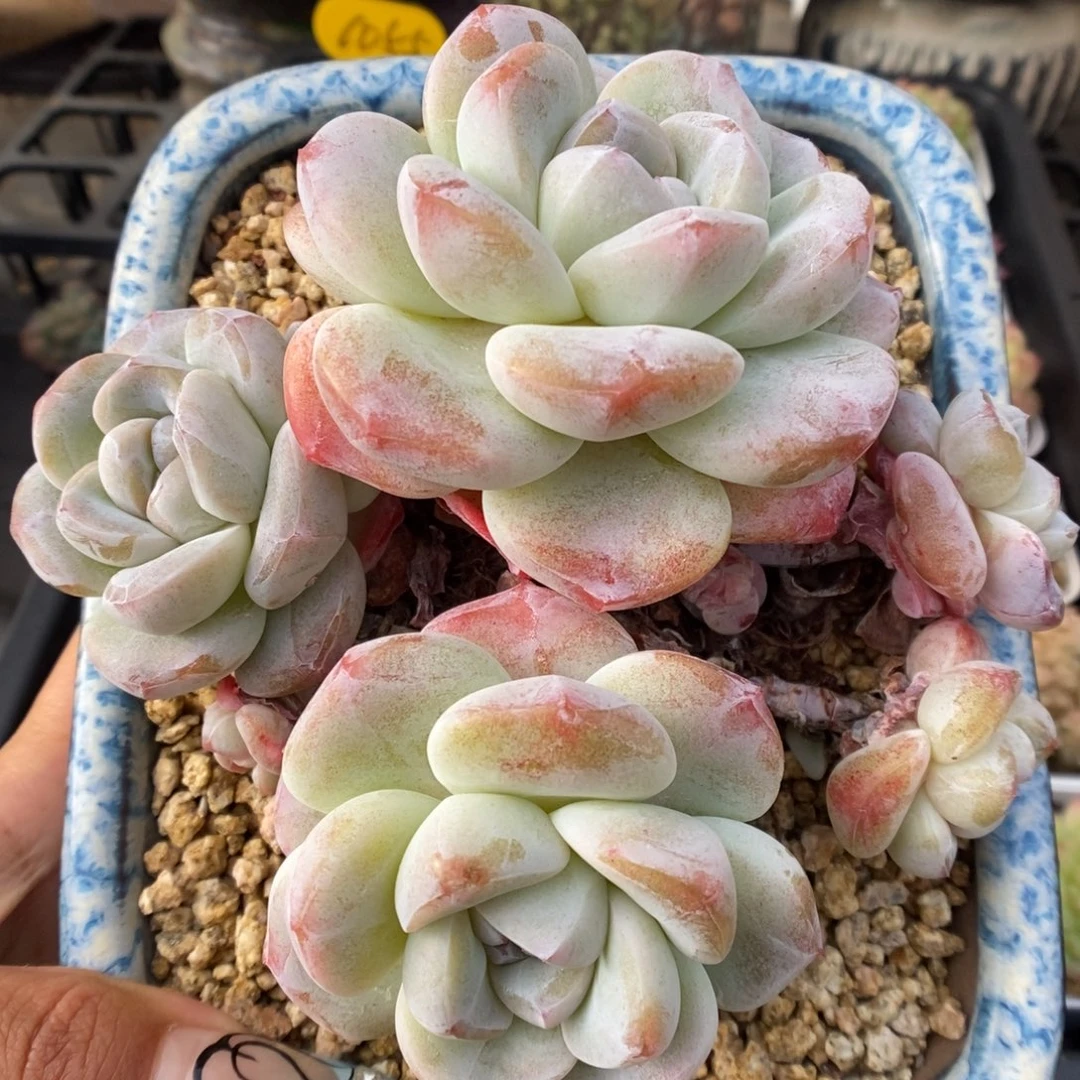 老桩黑钻 冰玉群生。