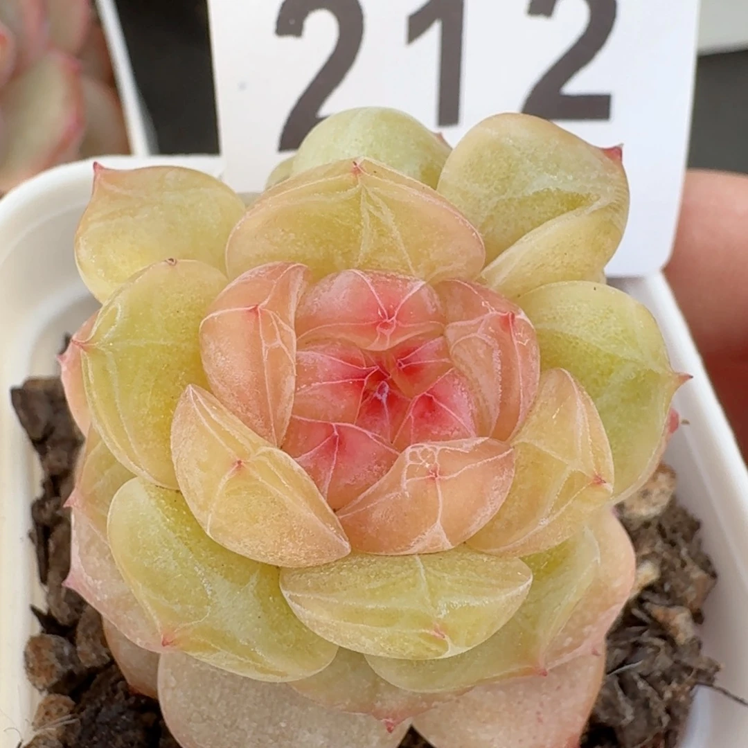 孤品珍妮         多肉植物