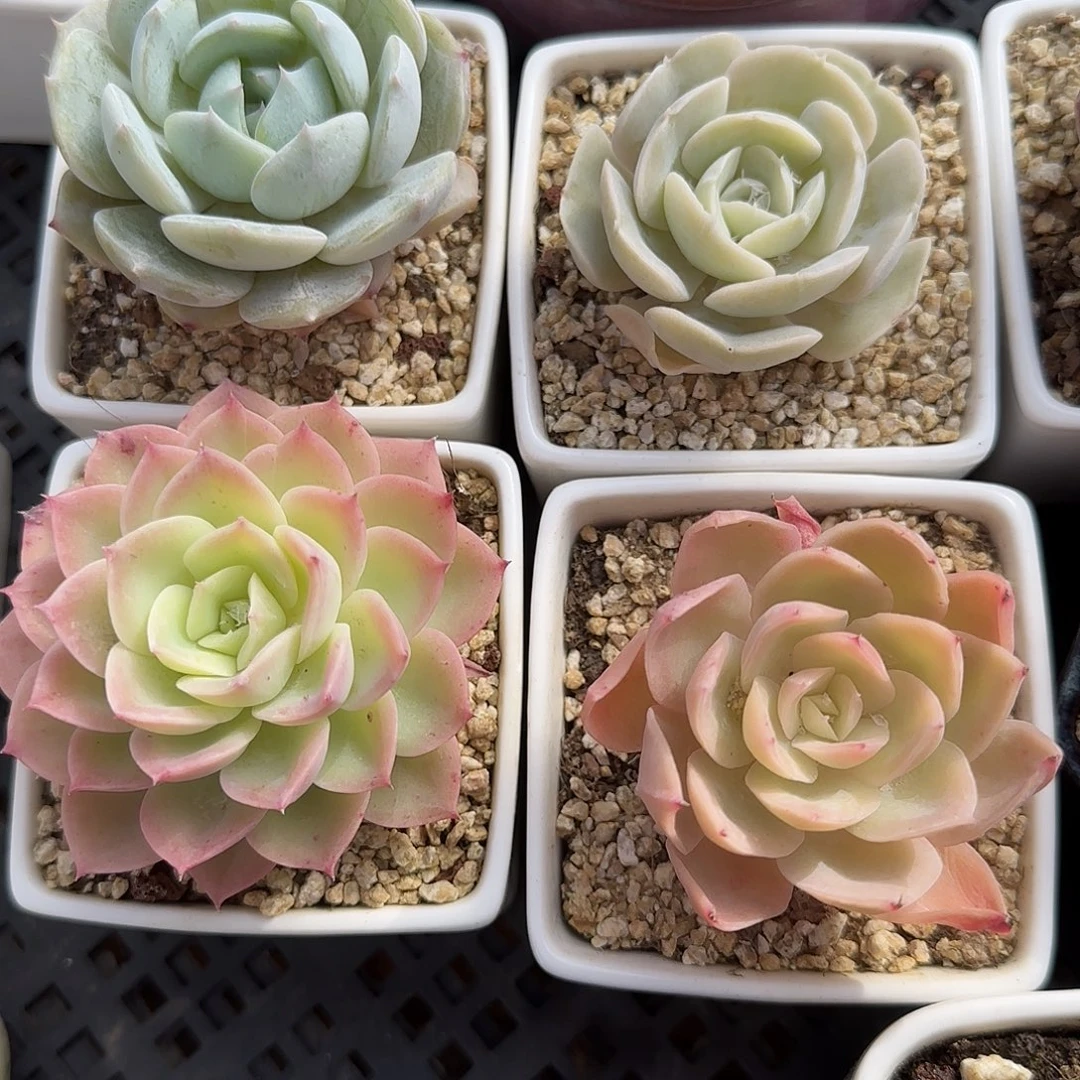 哈密瓜不带盆土发货