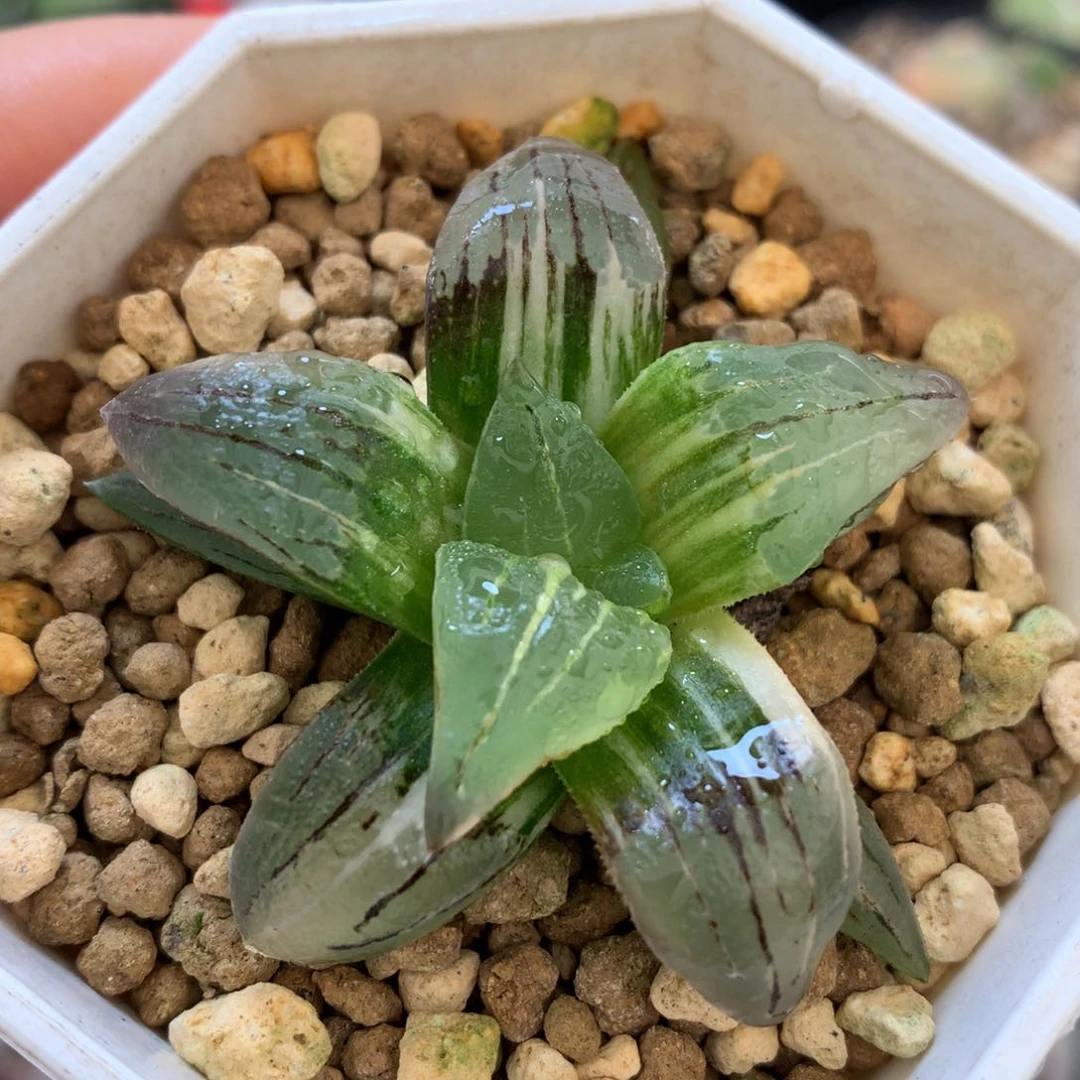 洪文寿锦，带盆发货