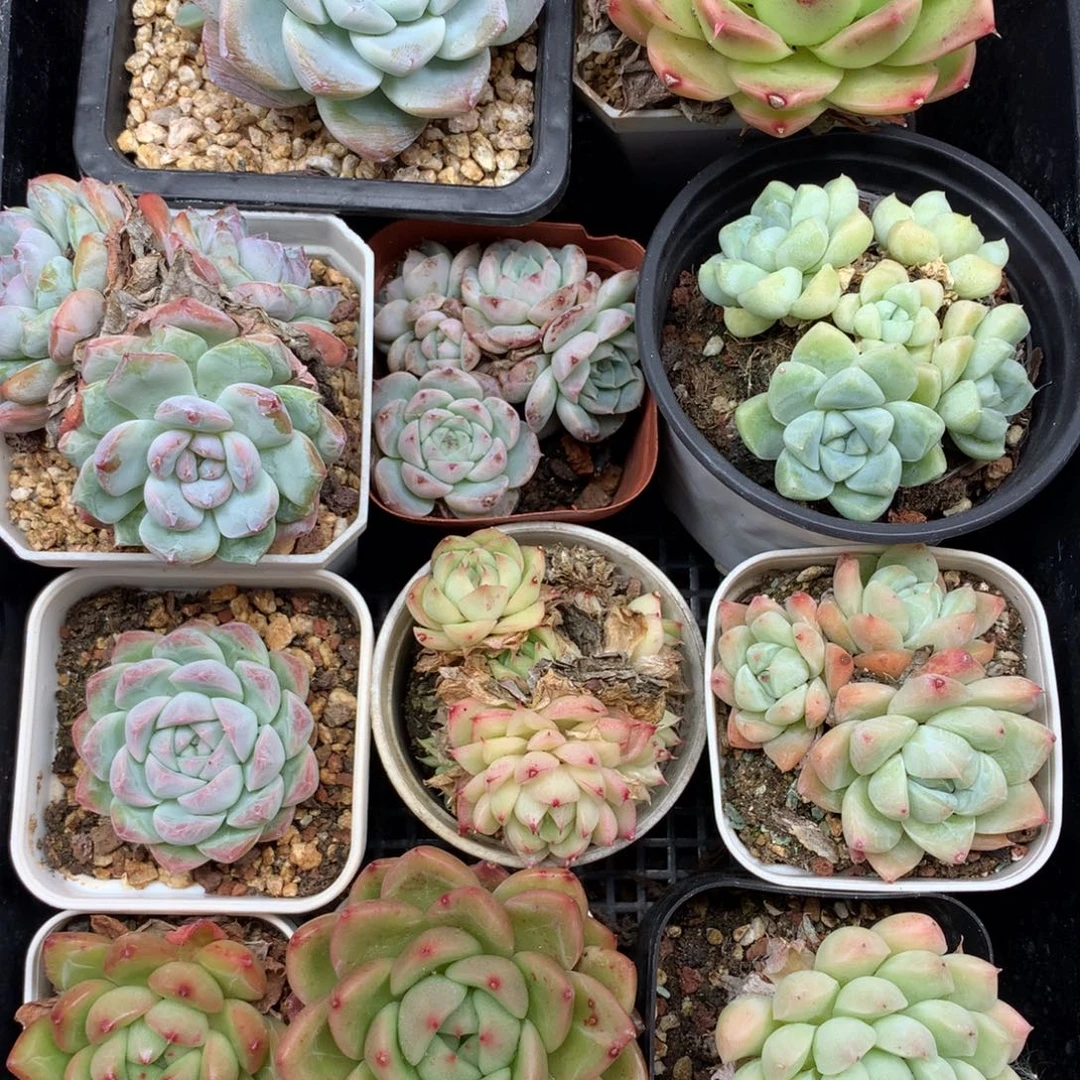 1105-15 套餐一组