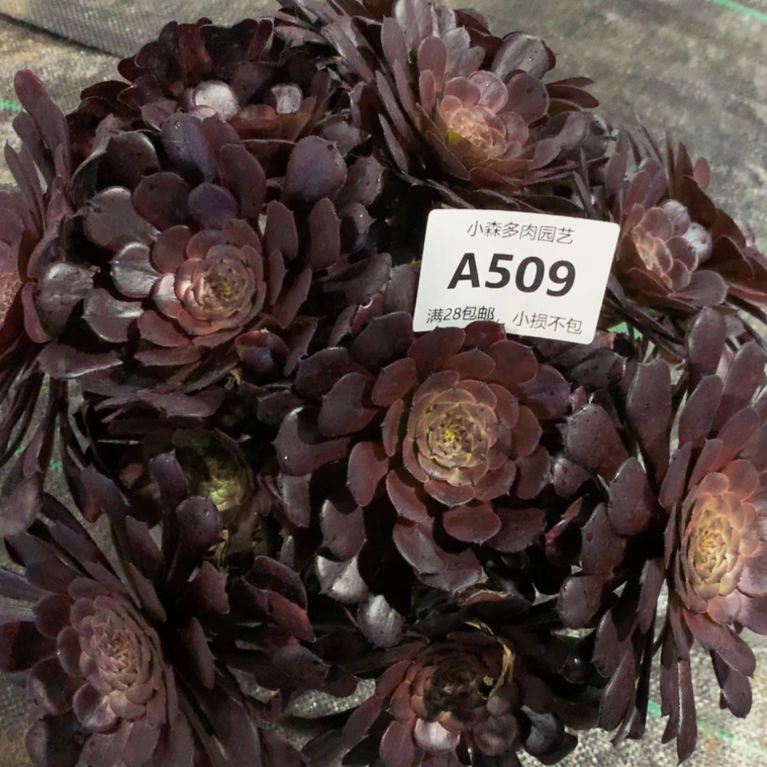 【闪购商品】姜*彤509红彤多肉