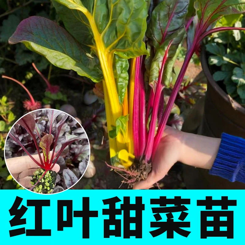 红梗甜菜种苗黄梗叶甜菜叶用黄红甜菜红梗菜种籽红叶甜菜苗子菜苗