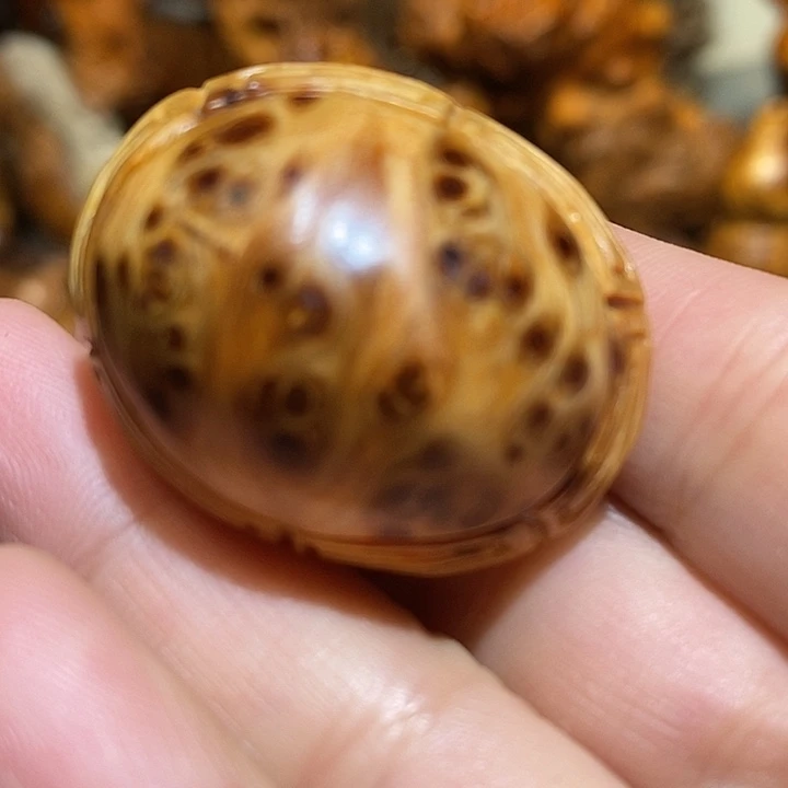 柏木太行崖柏陈化