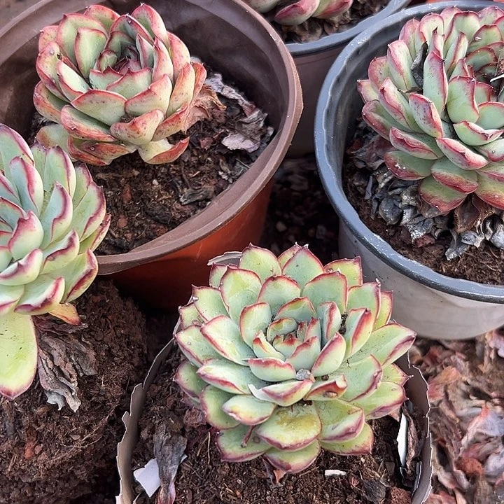 无花朵单头肉酱玫瑰5盆。