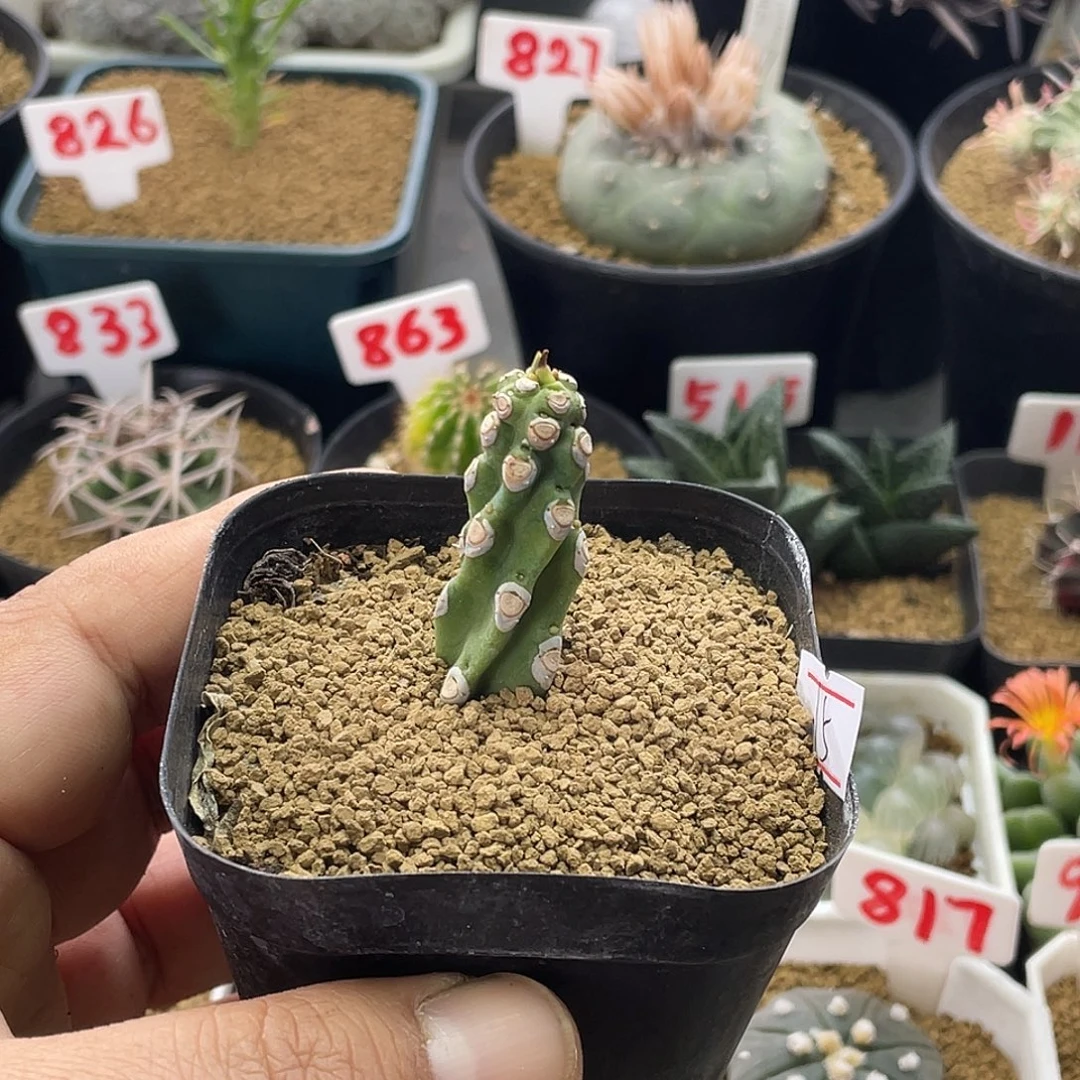 猪鼻子大戟 脱土包邮