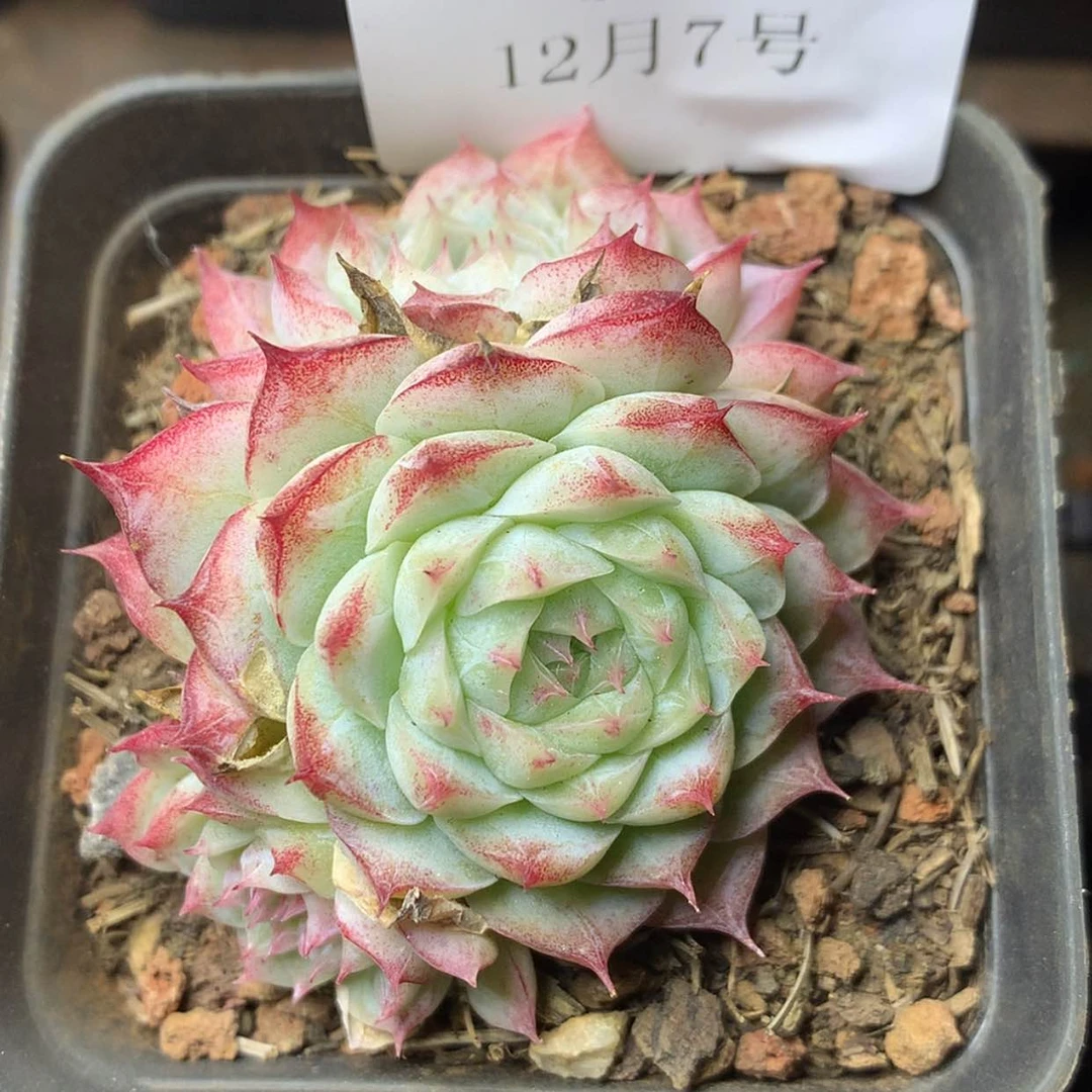 【闪购商品】云409号