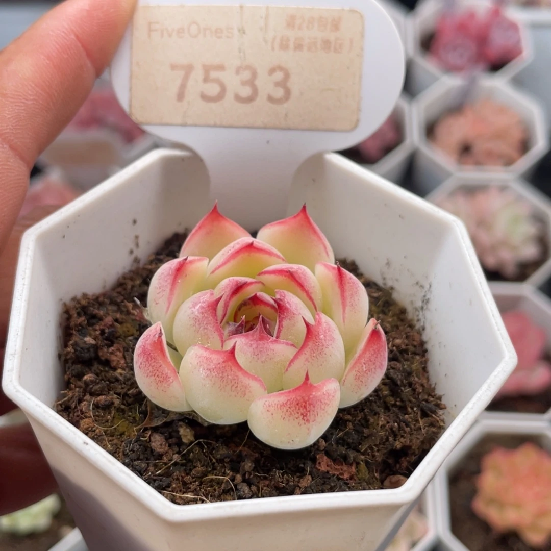 勾魂仙子7533-3.5厘米