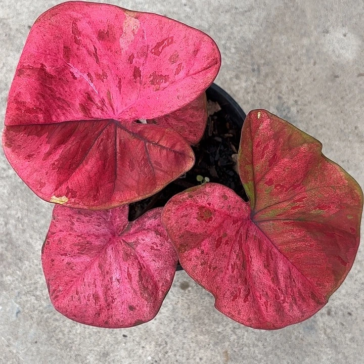 88-1128小丸子实生广东现货