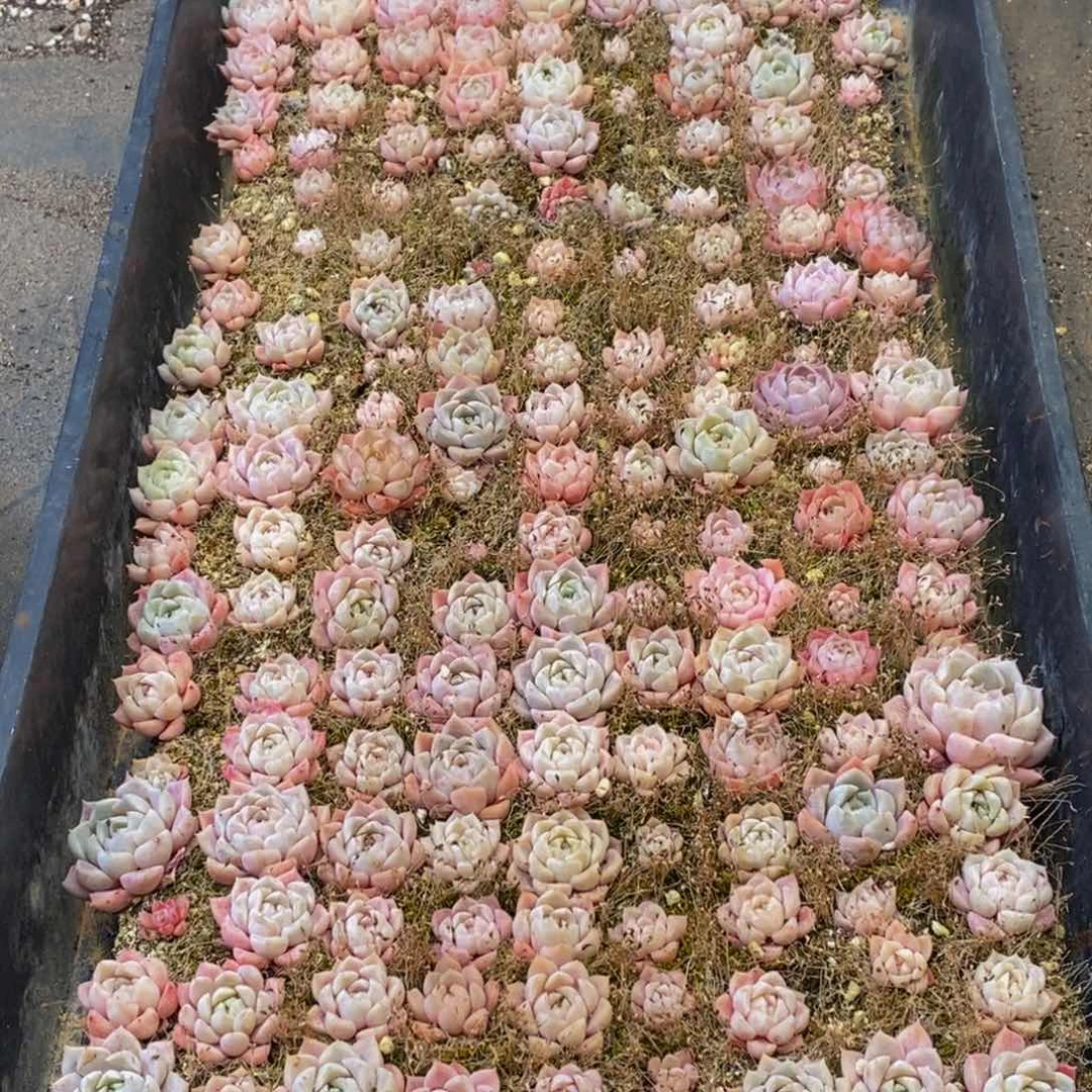 039多肉植物保护研究所所长