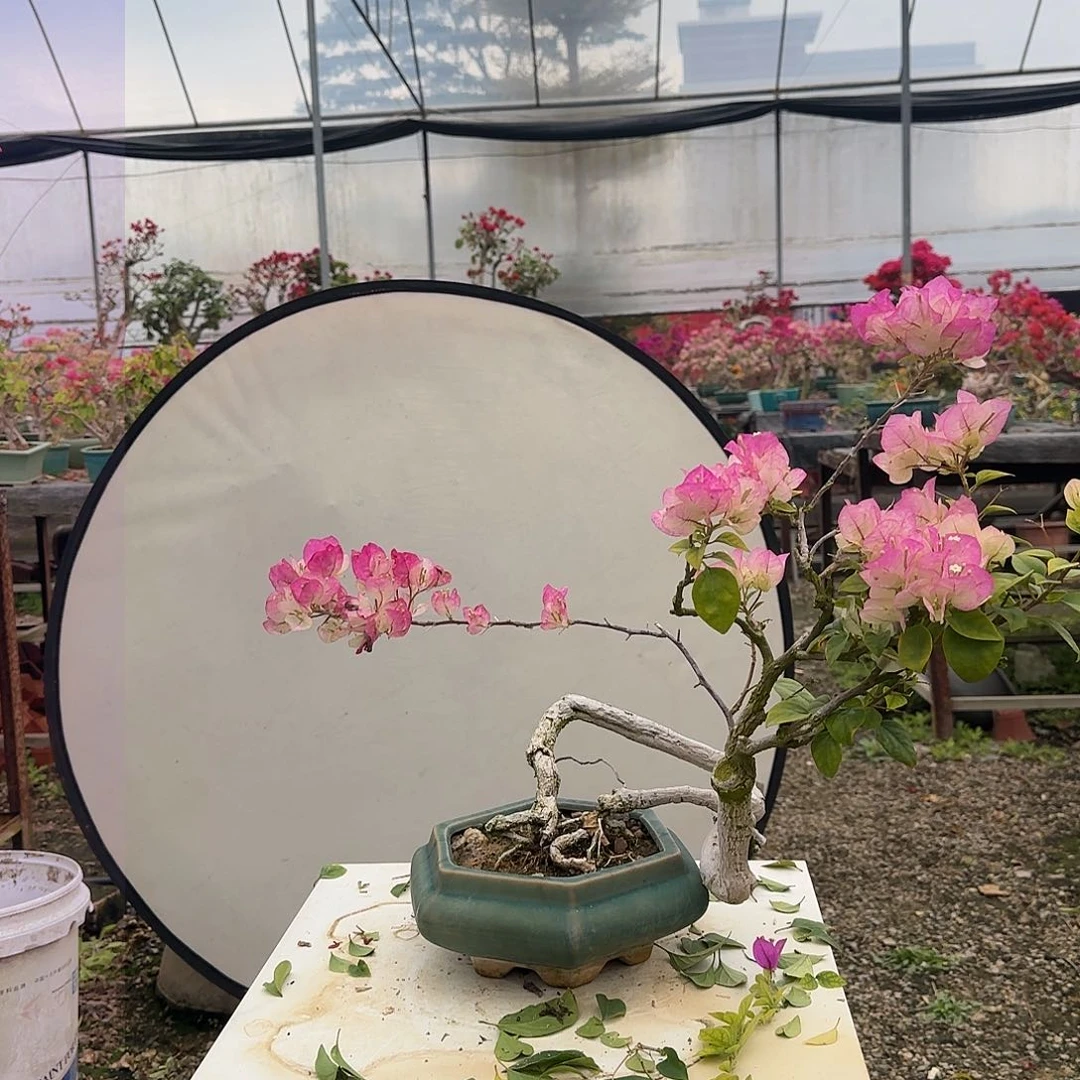 盆景吉祥小桃红陌**悠绿叶樱花三角梅  陌