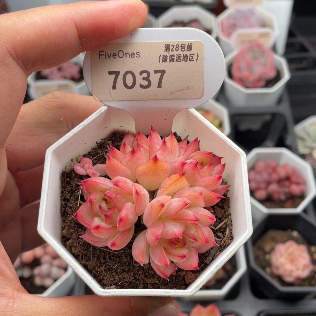 粉水晶7037-5.5厘米
