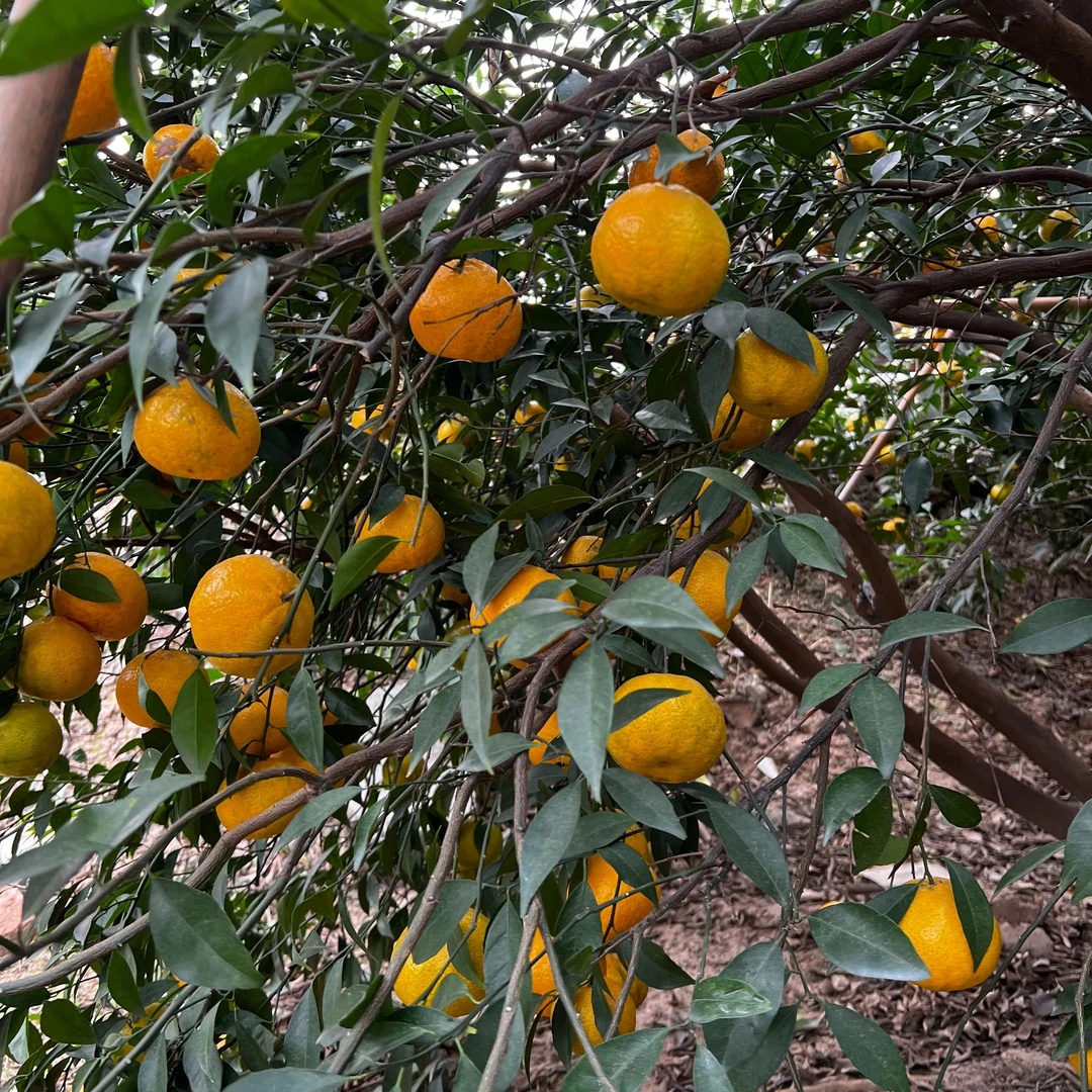 2025年新会柑皮自摘（鲜果）自晒