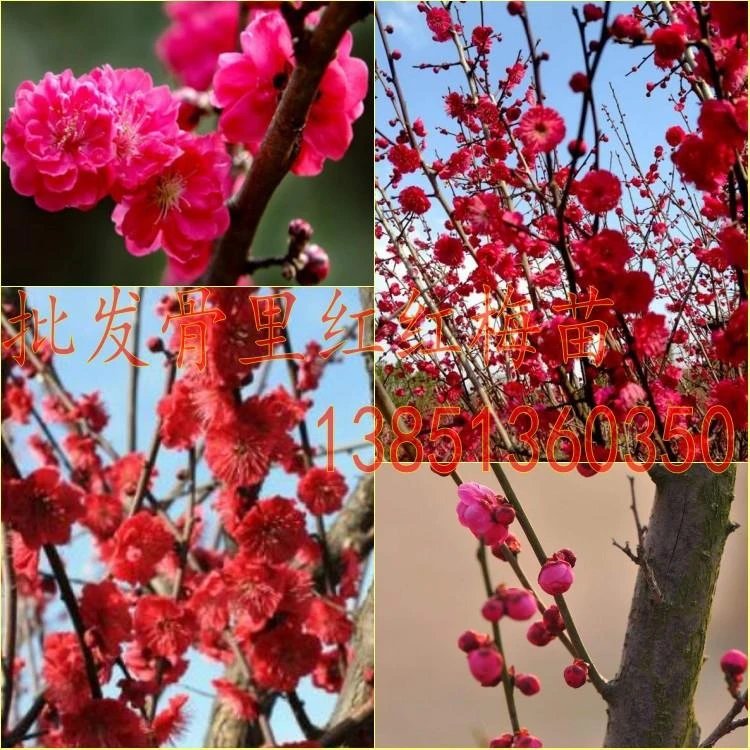 嫁接梅花苗红梅小苗骨里红红梅树苗绿梅苗腊梅树苗珍珠梅苗美人梅