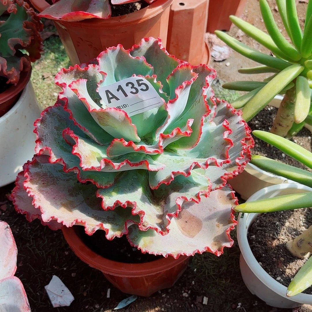 全部花朵爱****屋蓝色妖姬多肉135