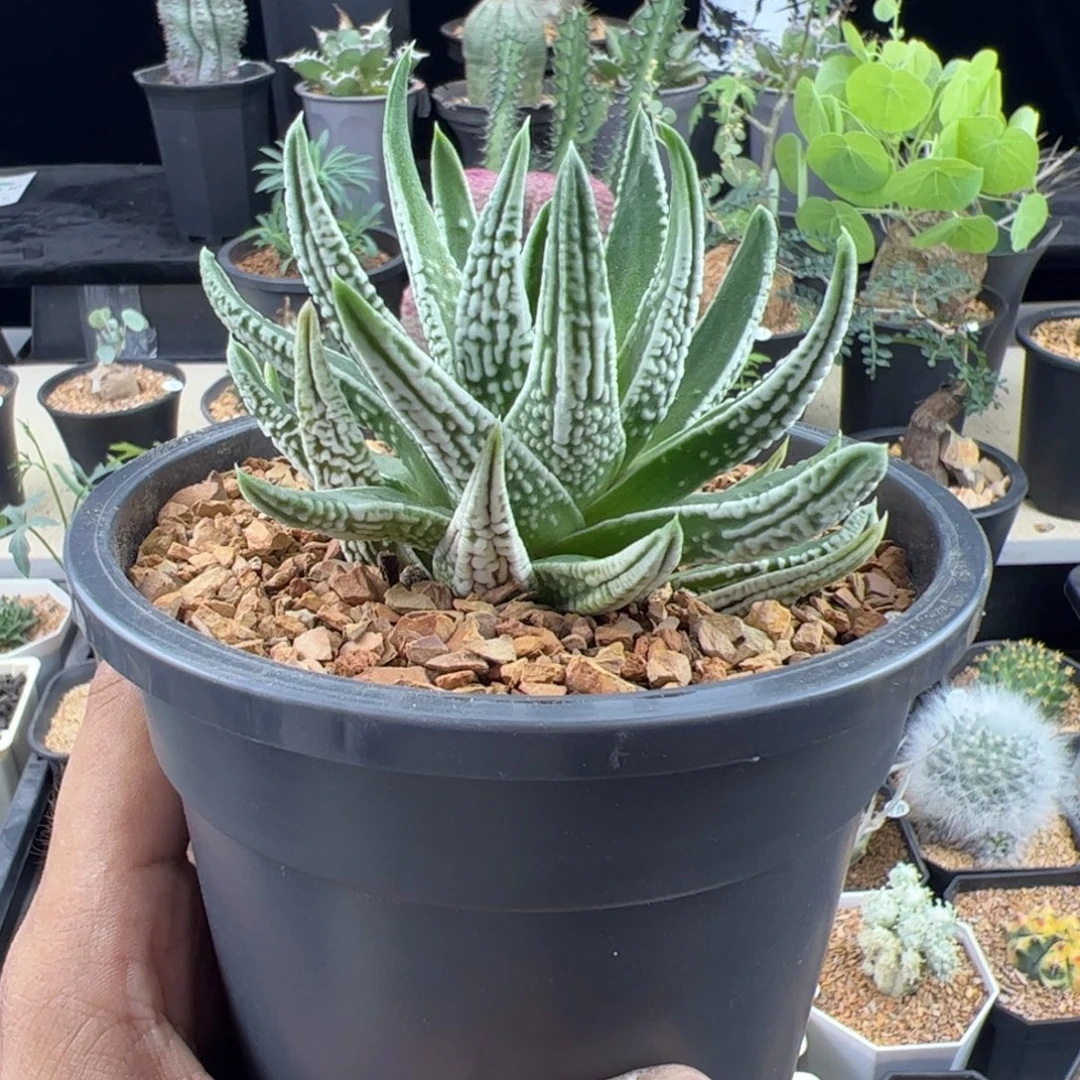 皇帝一物一拍默认脱土发