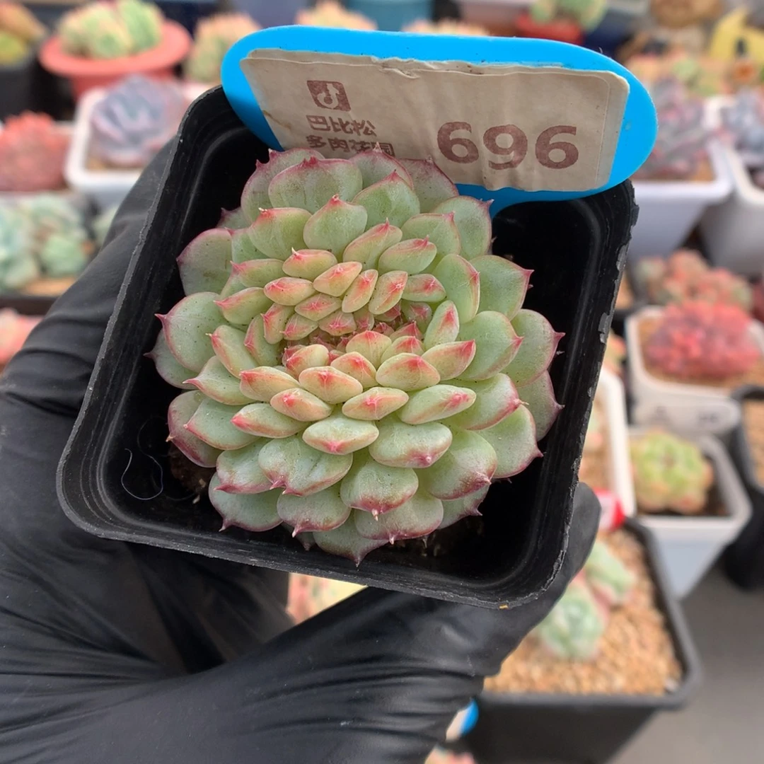 696 白胖子缀多肉
