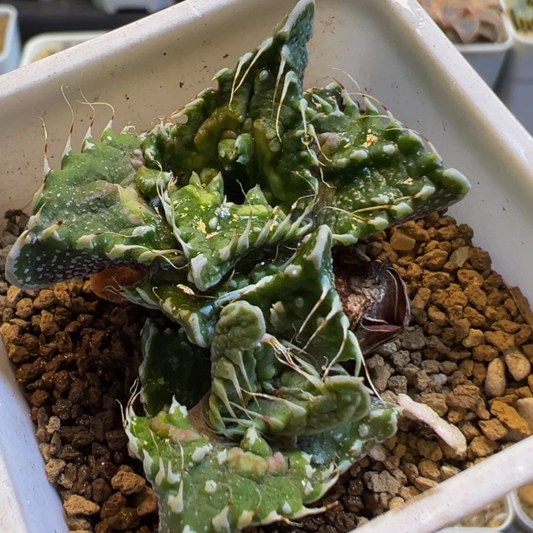 20多肉植物百科知识