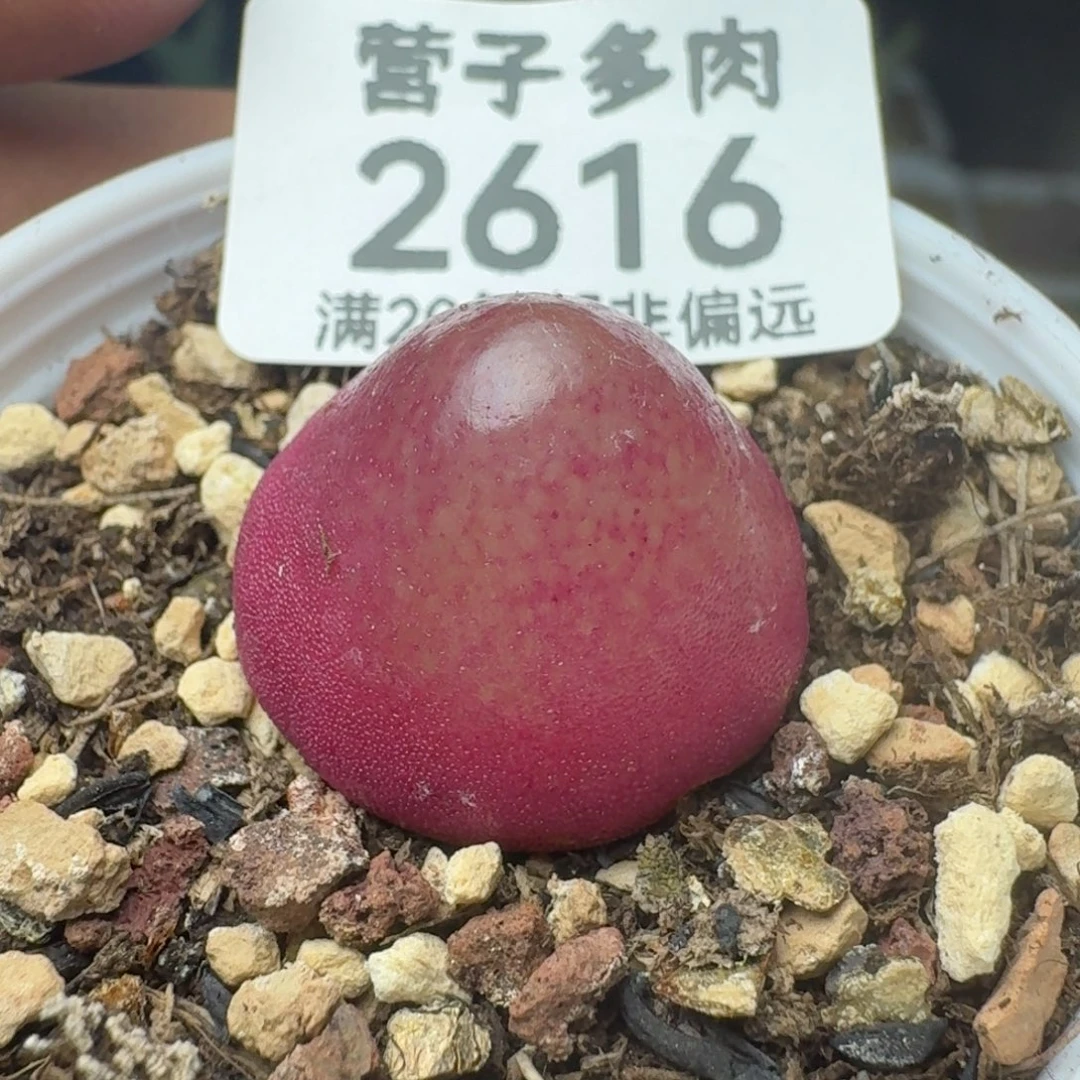 灯泡2.0带盆土。