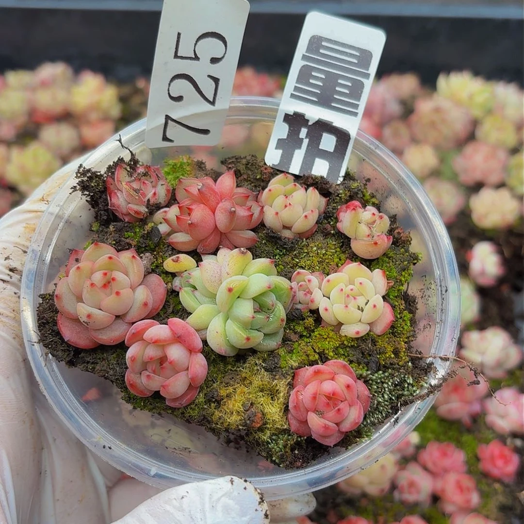 多肉植物多肉植物725量拍