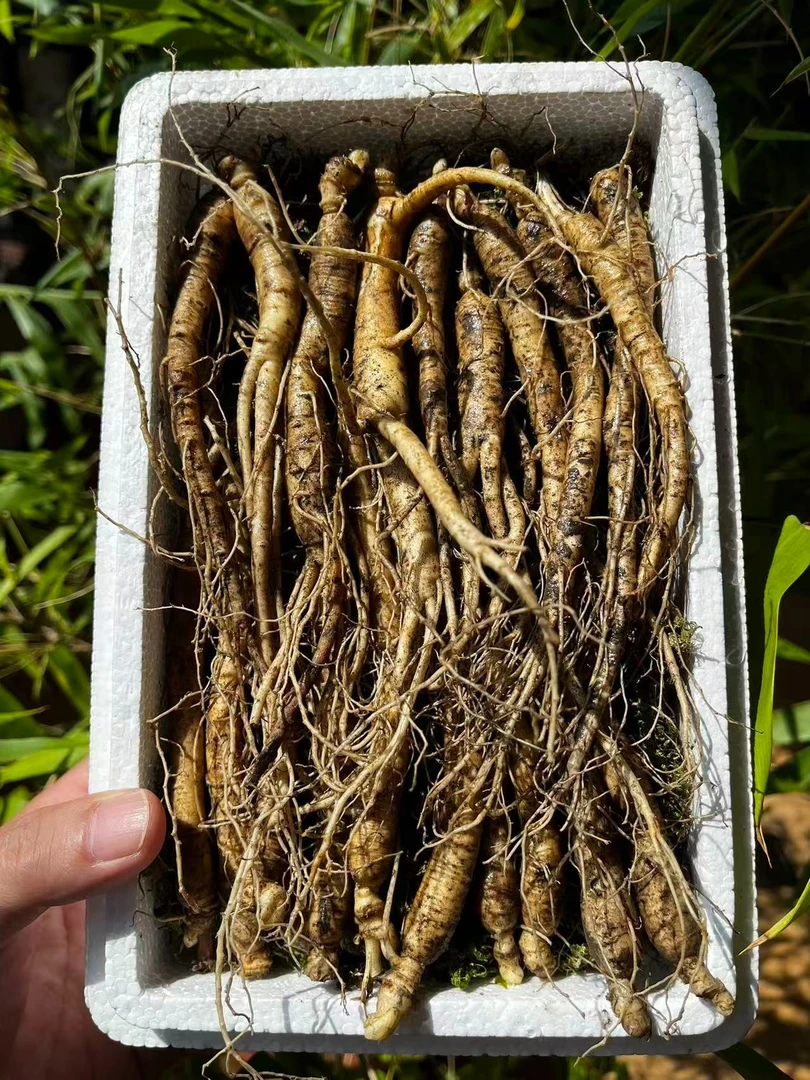 长白山可煲汤新鲜林下参高龄老参泡酒食用滋补特产