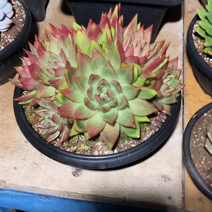 美肉特价活动开始啦