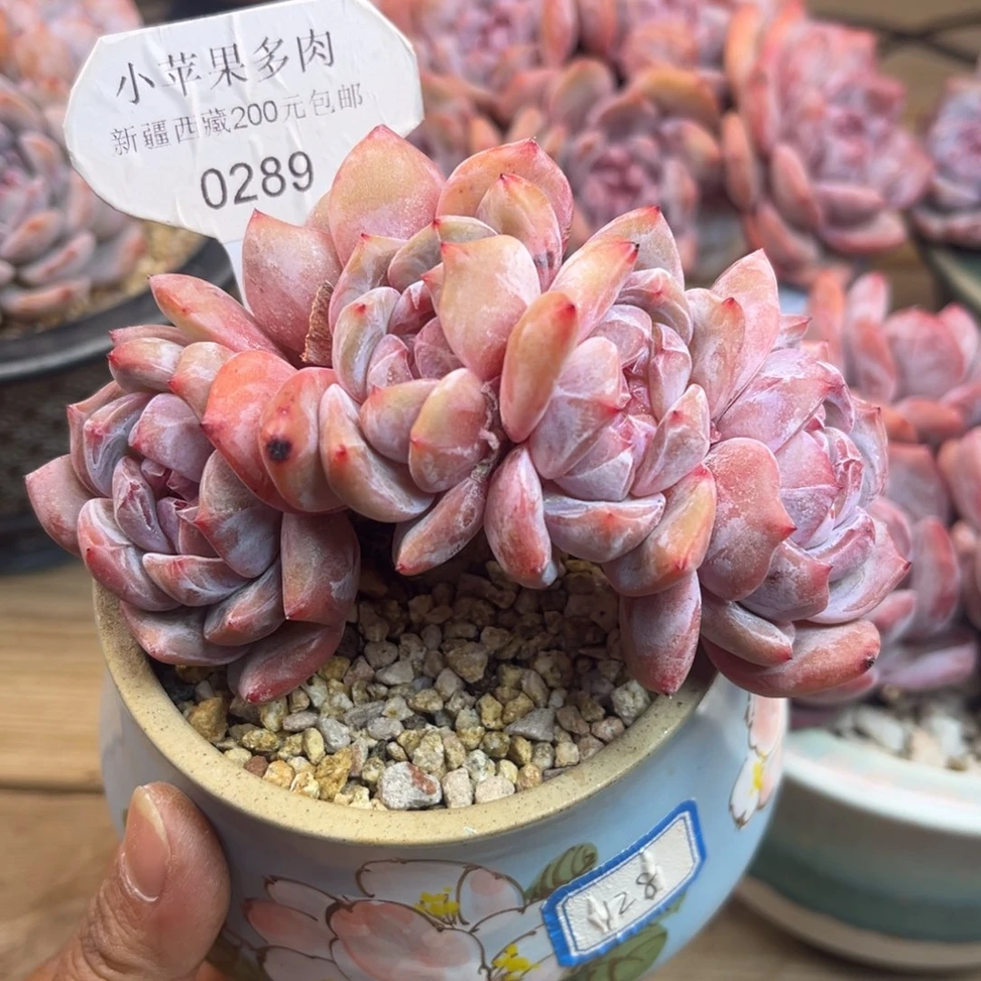 那***谁粉底紫心289/11cm5头