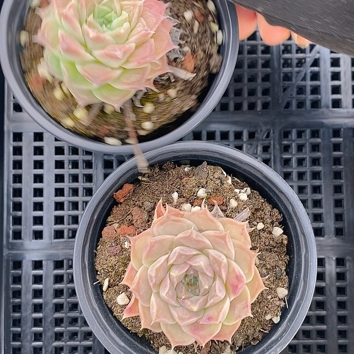 418 多肉植物盆栽花卉植物