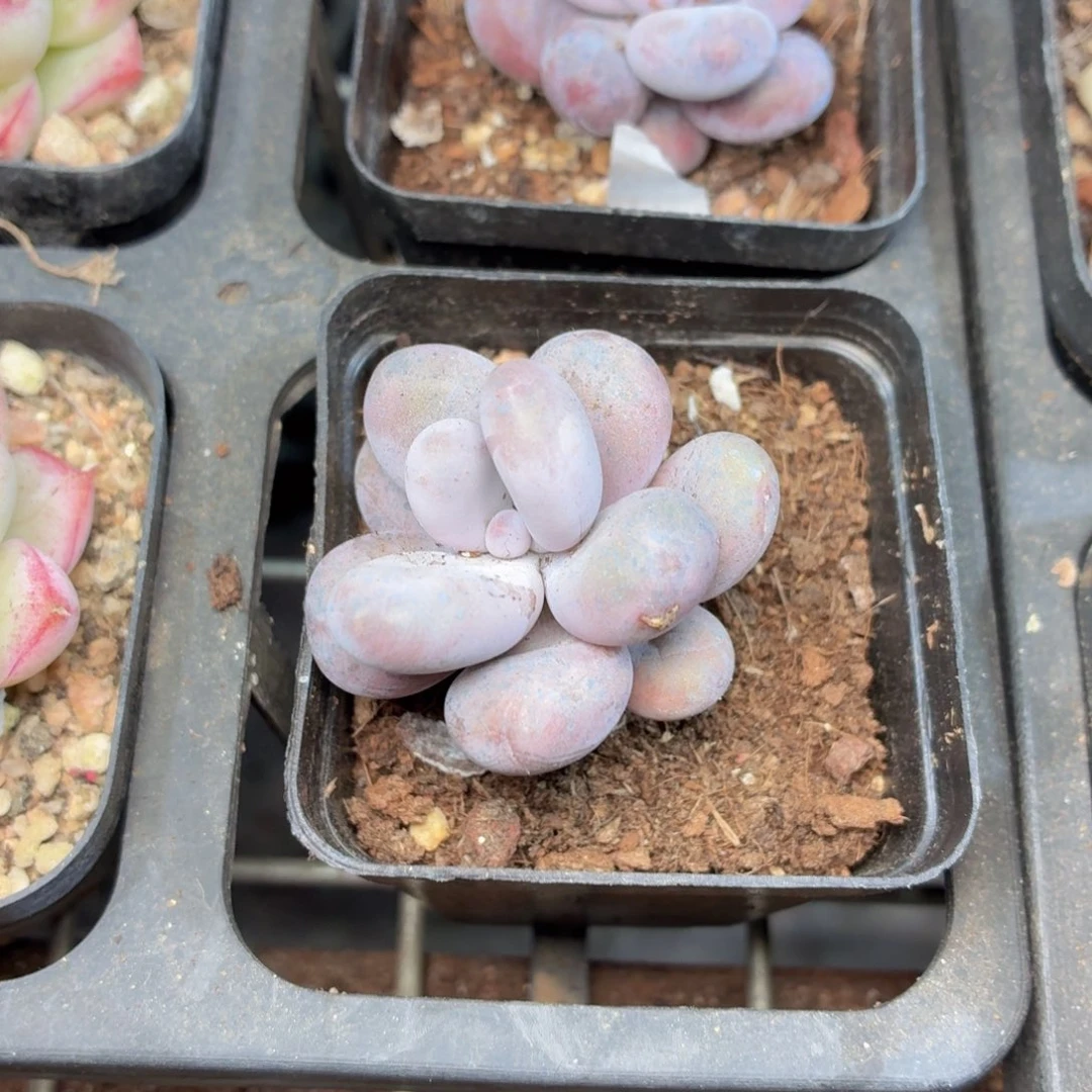 奶酪多肉9.9包邮发货