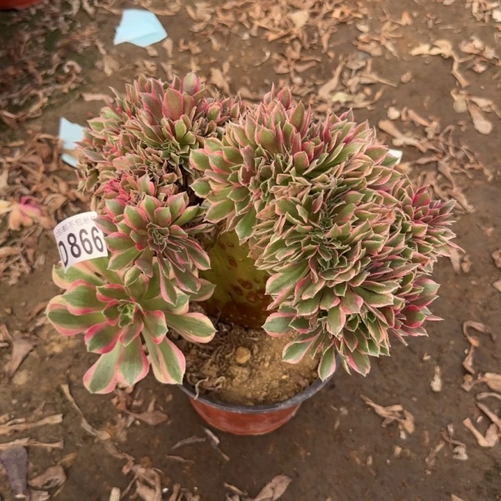 女神缀……多肉植物……