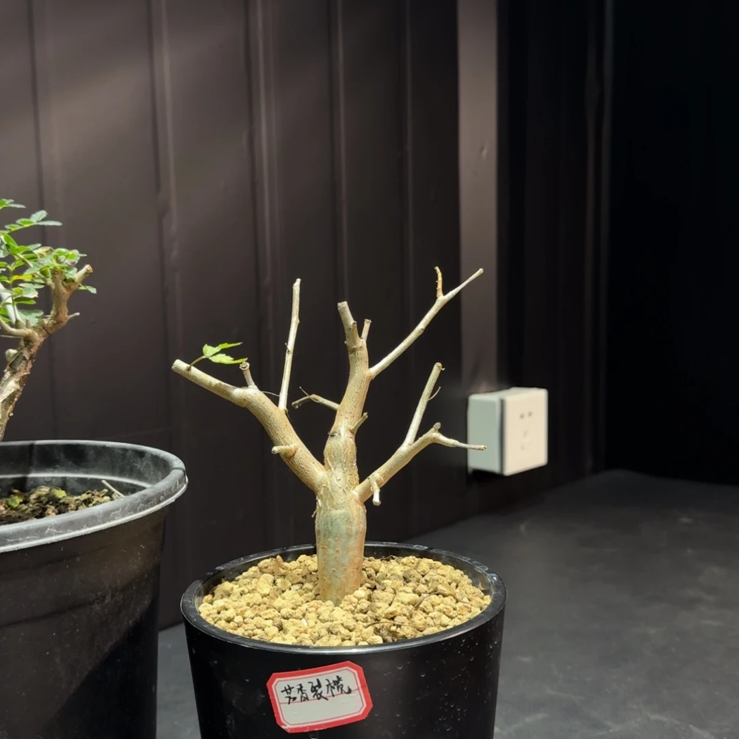 芳香裂榄带盆土哈