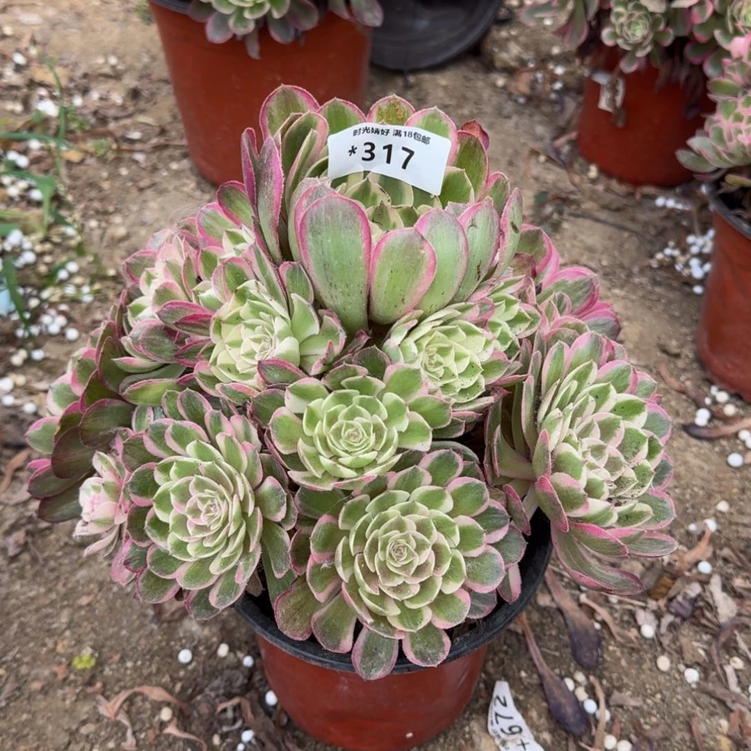 317瑶光，多肉植物