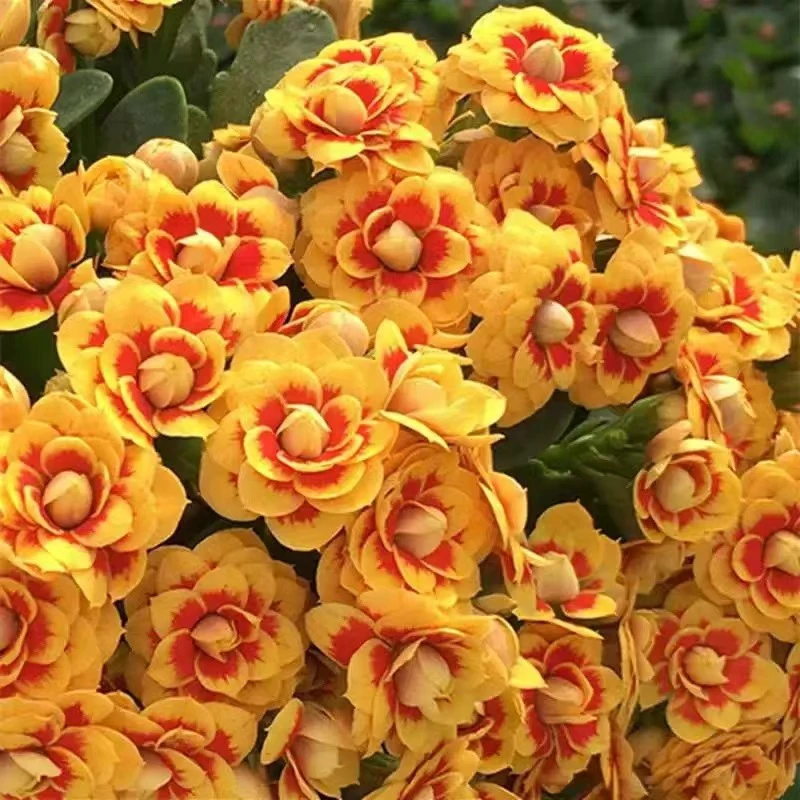 洛桑女神长寿花重瓣大花花苗带花苞金狐狸彩虹糖阳台庭院四季花卉