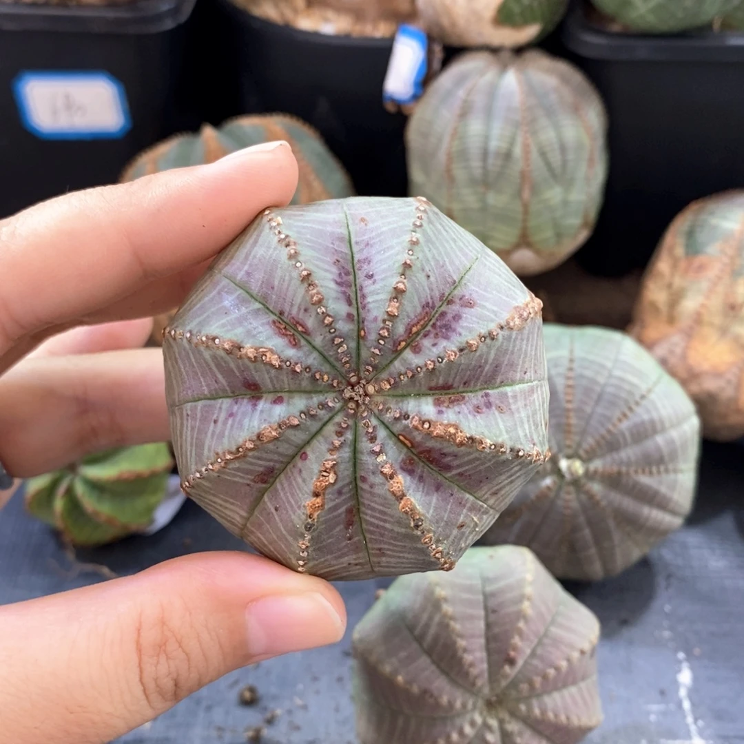 欧系实生布纹球一物一拍