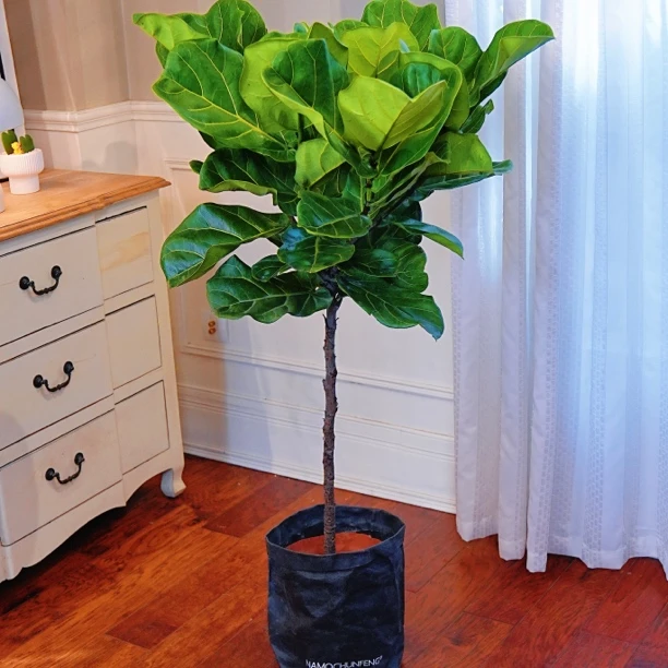 【棒棒糖琴叶榕】德邦1.3-1.4米大型绿植盆栽室内客厅吸甲醛好养