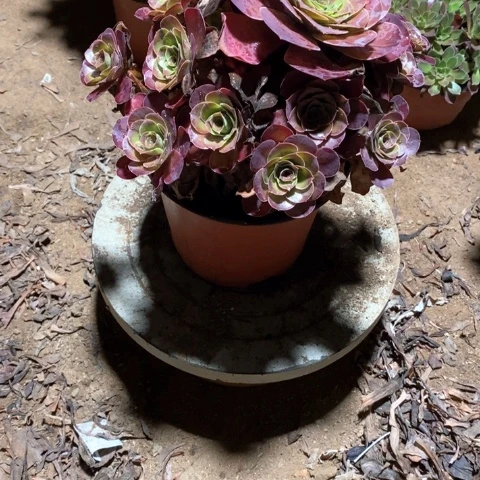 梦***乡818魅金玫瑰多肉植物