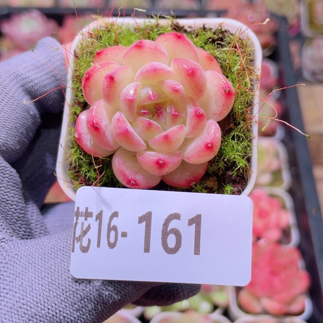 花利美16-161福利珍妮
