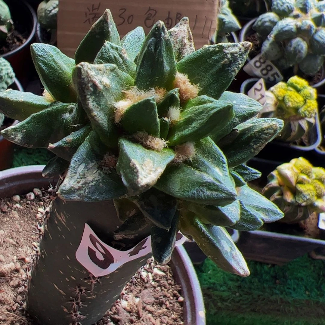 无花朵龙角牡丹群946