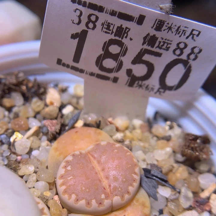 Sss精品生石花1850