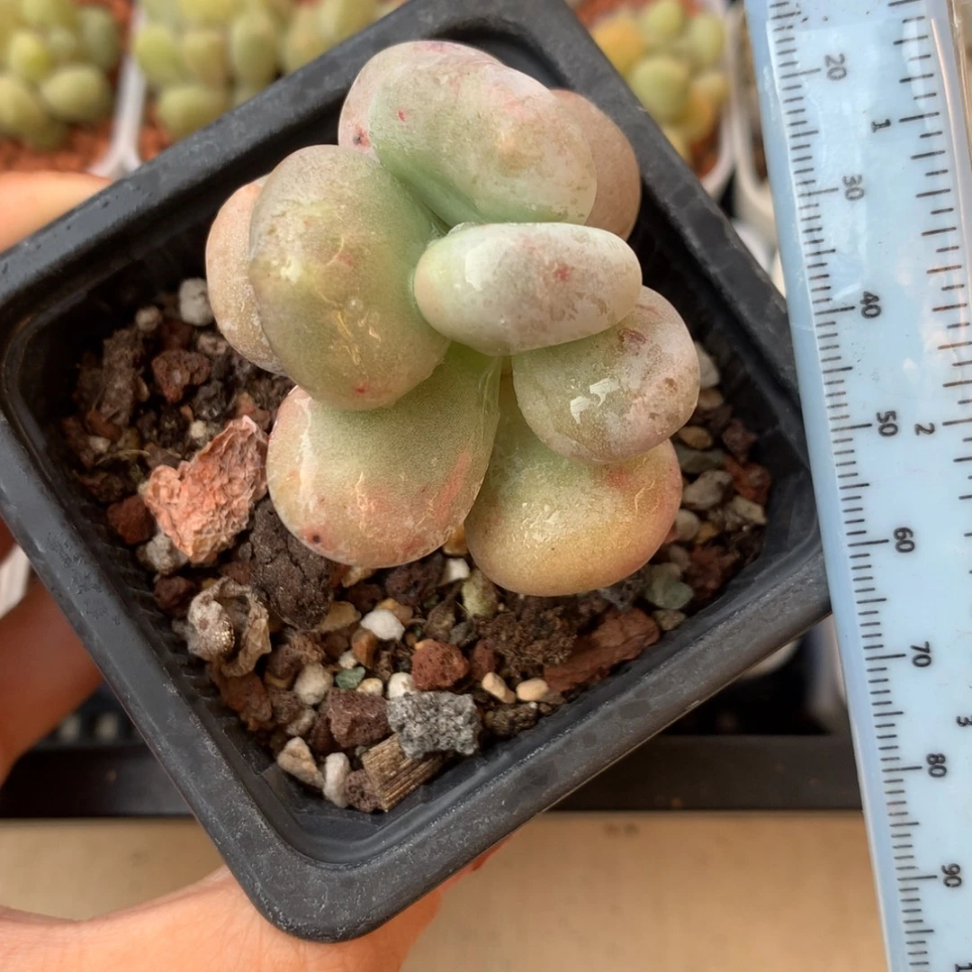 黄油油煎 小书肉奶酪多肉