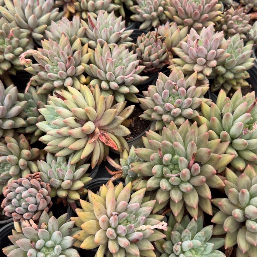 无花朵美人杂两颗