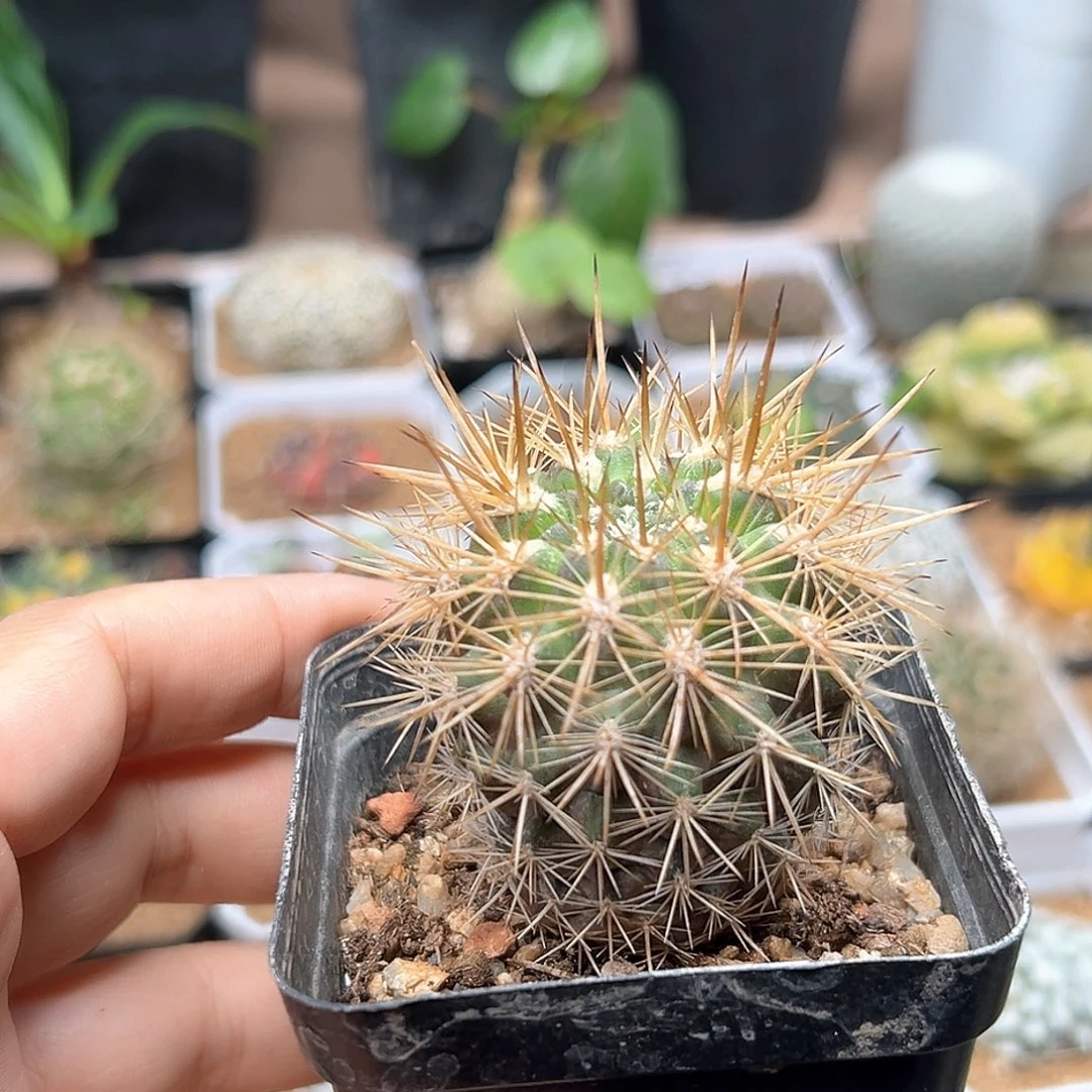 无花朵智利球属实生逆龙玉4.5CM