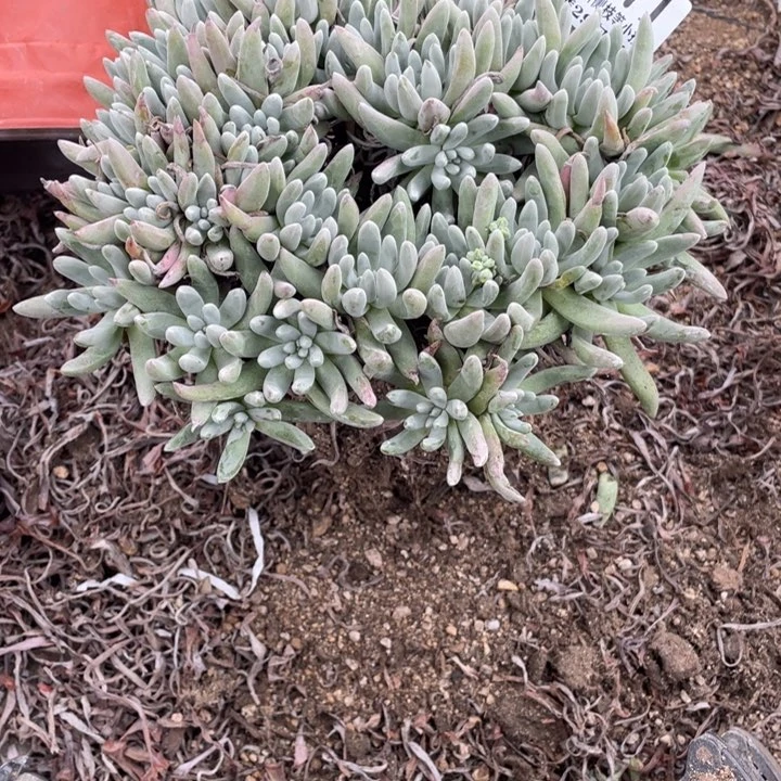 871号雪花多肉植物