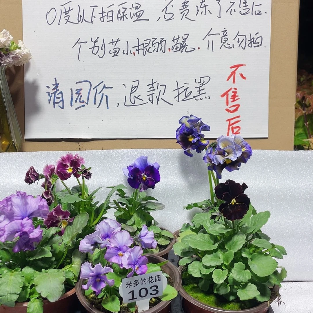 大部分花苞少量开放103