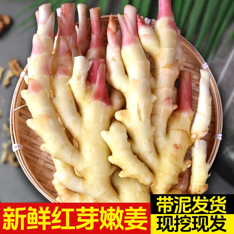 产地现挖新鲜红芽嫩姜农家现挖红头仔姜可做泡糖醋姜时令应季蔬菜