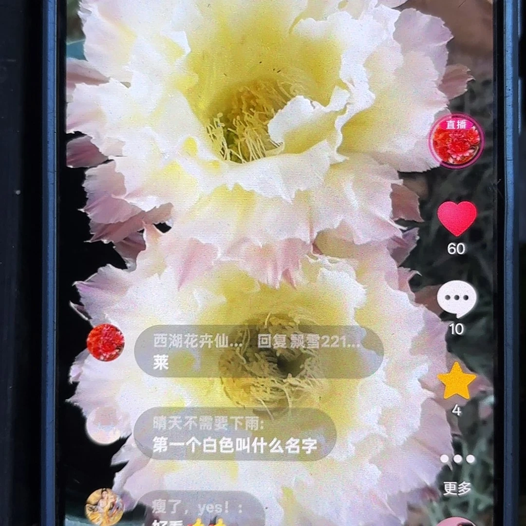 白可可无根侧牙六公分左右